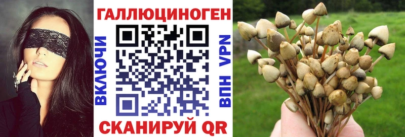 Псилоцибиновые грибы Psilocybine cubensis  Северо-Курильск 